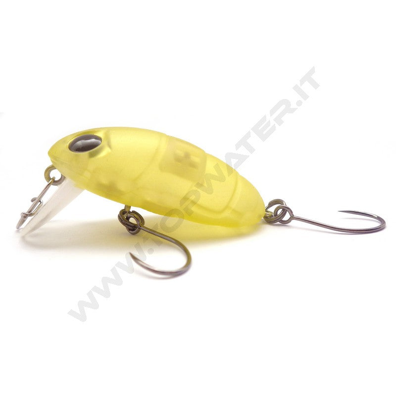 Nories Boss Pupa Shallow