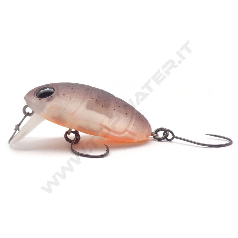 Nories Boss Pupa Shallow