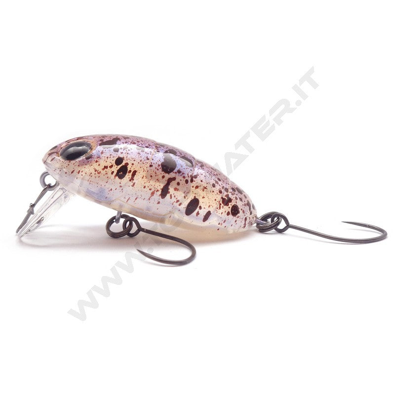 Nories Boss Pupa Shallow